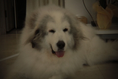 Eos7D＋Holga toy lens