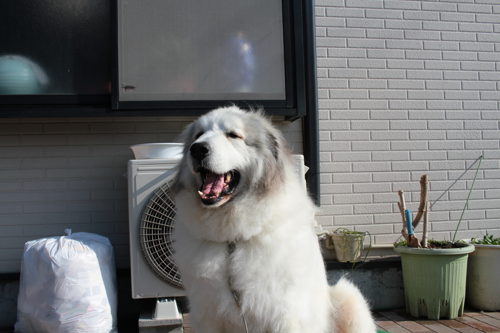 ぽかぽか陽気＠2018-01-20