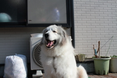 ぽかぽか陽気＠2018-01-20