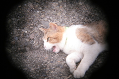 ホルガトイレンズにて