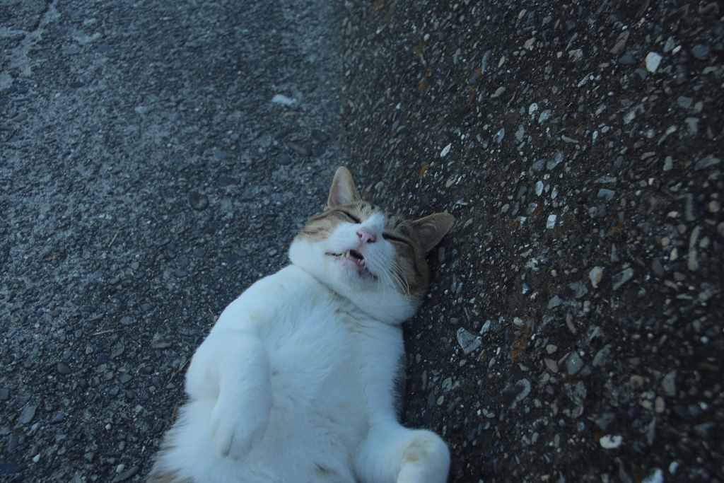 アホ顔のトム君