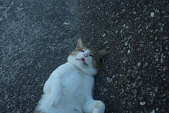 アホ顔のトム君