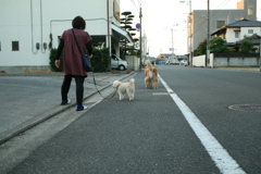 駅からの帰りポーちゃんに会う