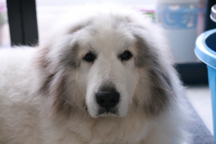 お昼のココさん