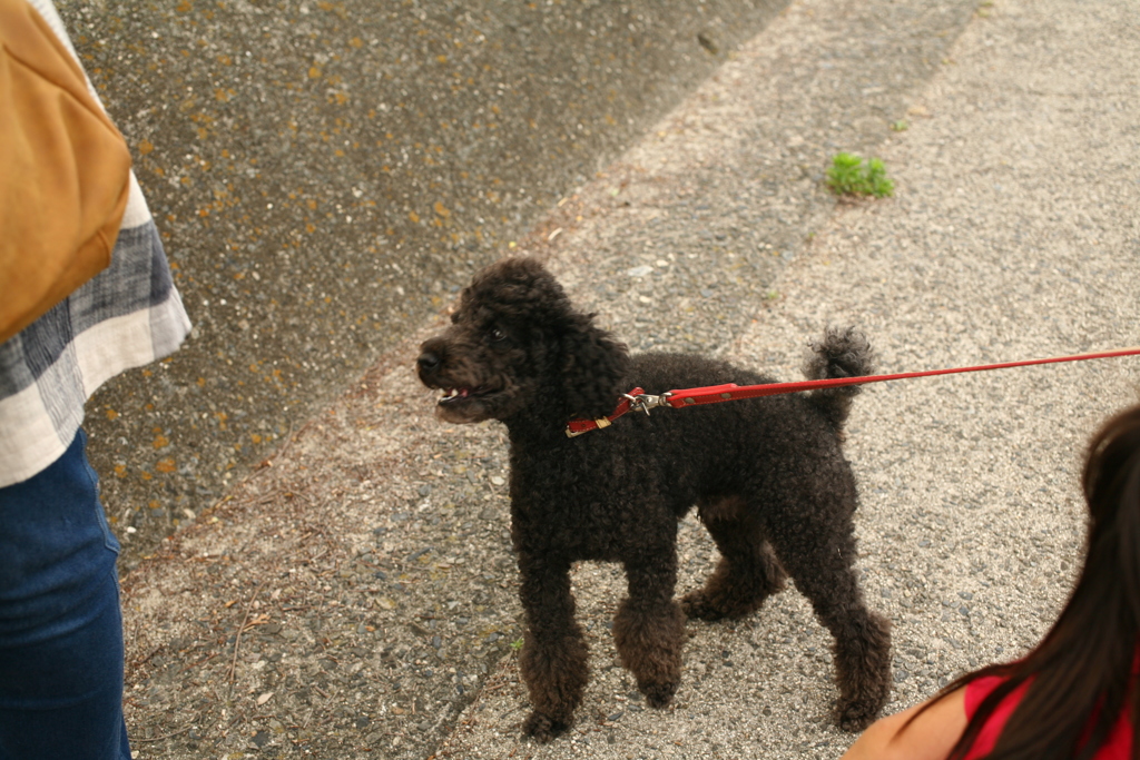 散歩してるメロンちゃん