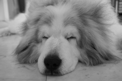 土曜日もお店番してるココさん