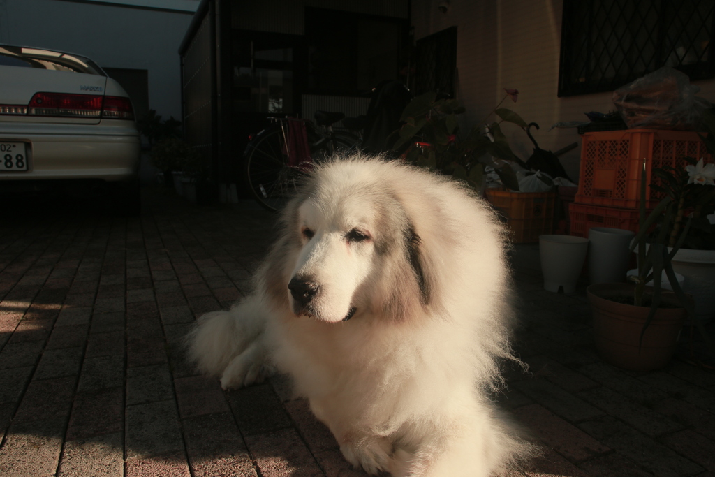 今日もモコモコのココさん