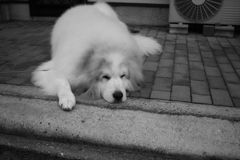 ~~~ヾ(＾∇＾)おはよー♪ココちゃん