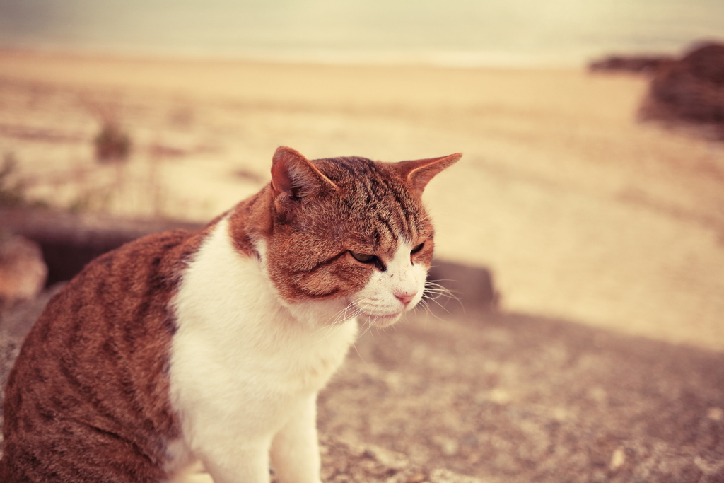 トム君は超絶甘えん坊するときは甘噛みしてくる