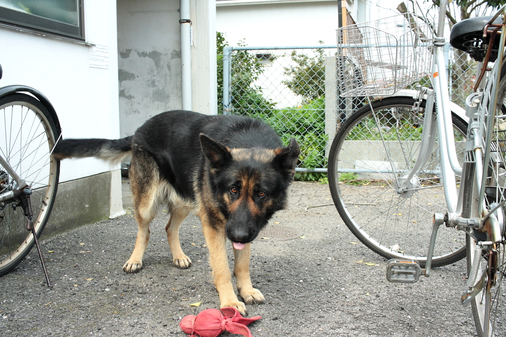 お久しぶり大根のサクちゃま