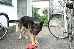 お久しぶり大根のサクちゃま