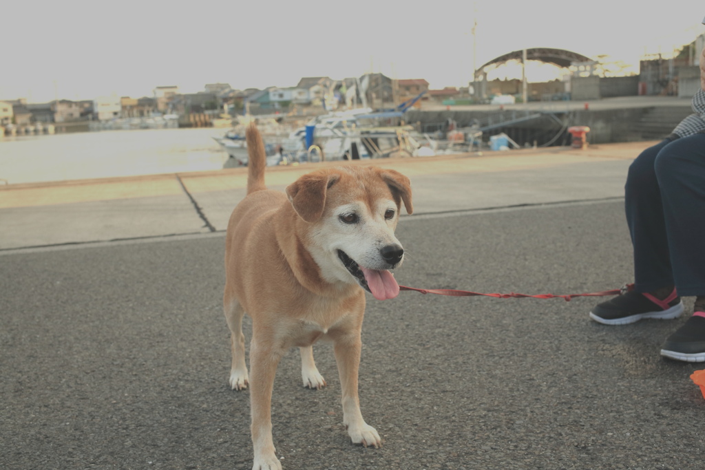 きのうのモモちゃん