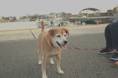 きのうのモモちゃん