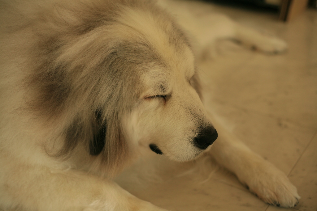 今日もかわいいココちゃん