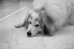 昨日の写真、モノクロ