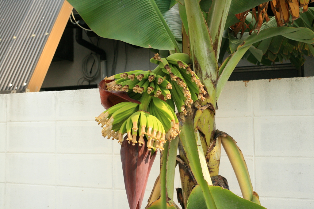 ココさん所のバナナ