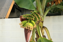 ココさん所のバナナ