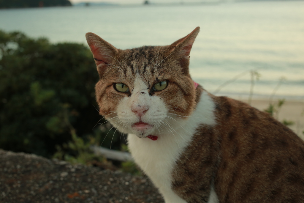 トム君