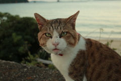 トム君