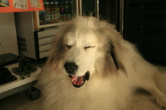 裏から出てきてくれたココさん