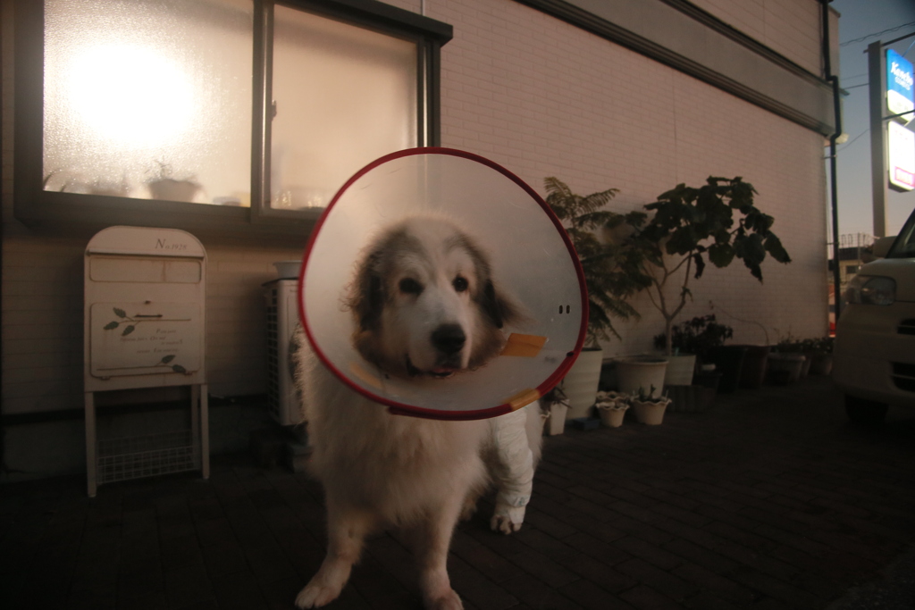 見た目痛々しいけど様子的にはいつも通りのココさん