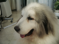 夕方もお店番してるココさん