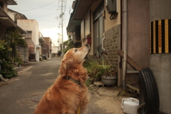 足の調子よくなったみゅうちゃん