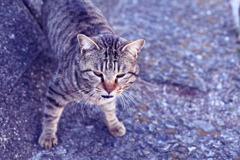 眠れぬ夜は昼寝のせい