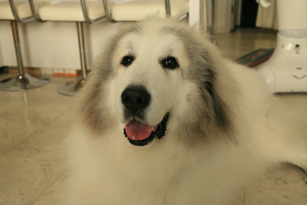 朝も元気なココ様