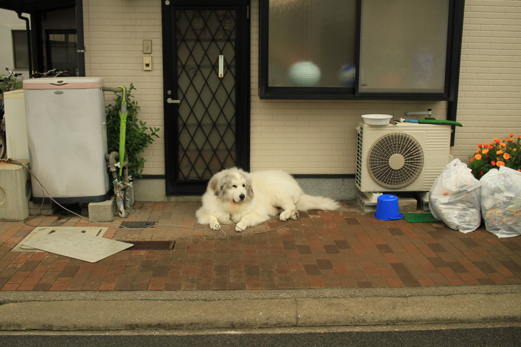 まったりしてるココさん