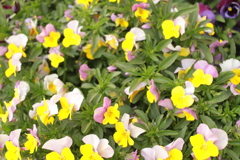 ココさん所の花