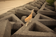 こんにちはトラヤンです