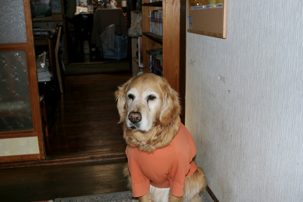 今日もお客さんを待つみゅうちゃん