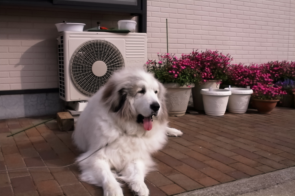 番犬してる昨日のココさん