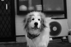 モノクロ＠2019-01-22