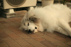 寝てるココさん