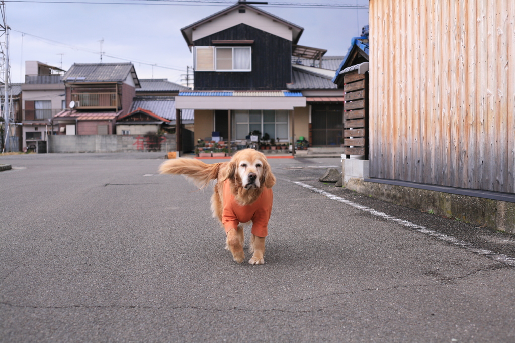一人で散歩に行ってたみゅうちゃん