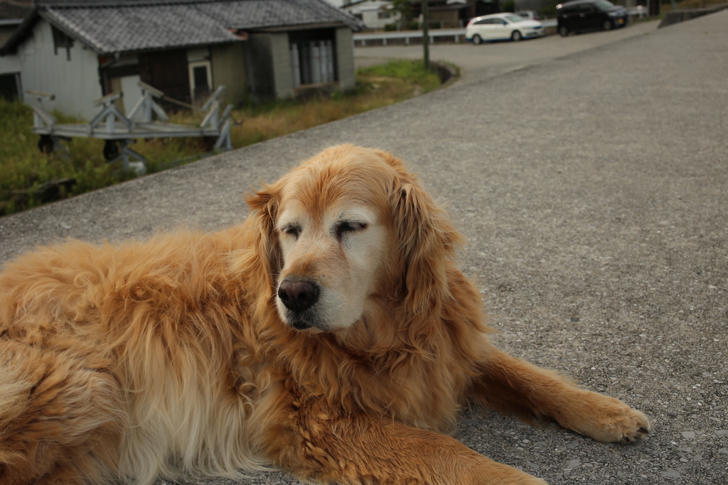 みゅうちゃんと散歩