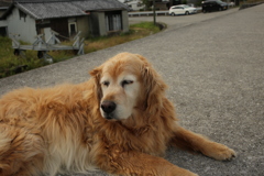 みゅうちゃんと散歩