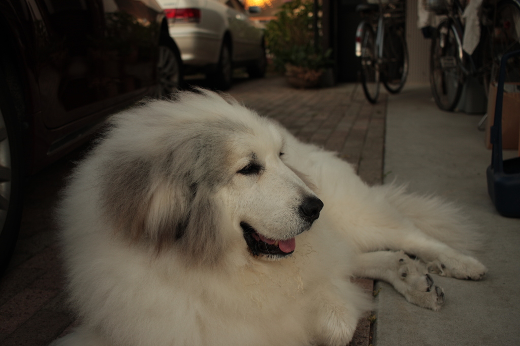 月曜のココちゃん