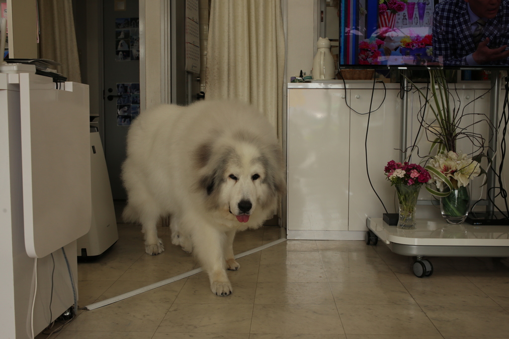 今日も元気なココさん