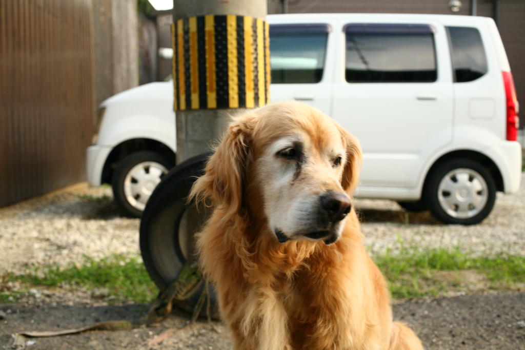 営業本部長みゅうちゃん