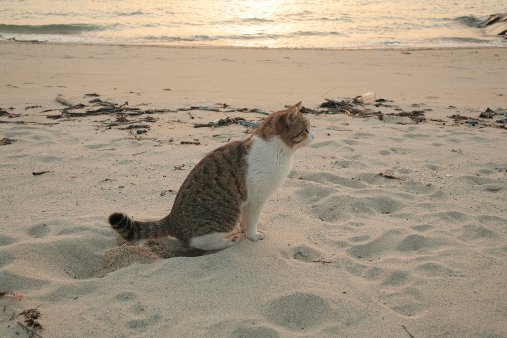 ババしてるトム君