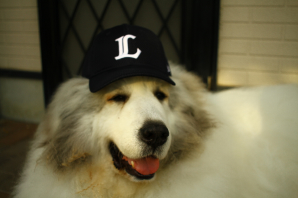 今日もライオンズなココさん