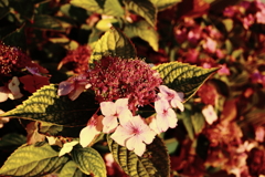 ココさん所の花