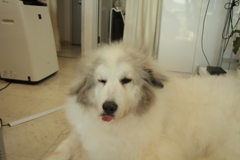 お店番してるココさん