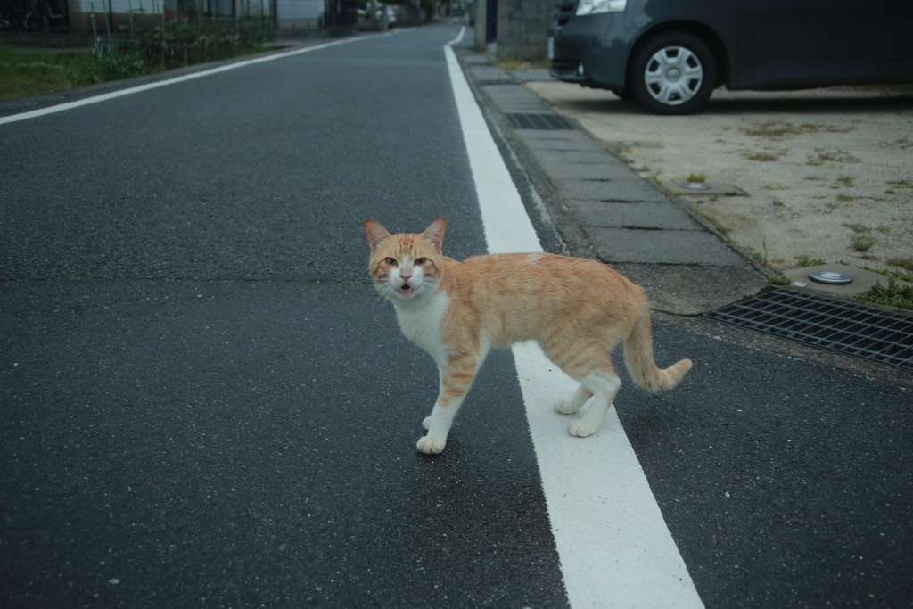 朝写真　古いEFズームレンズにて