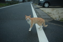 朝写真　古いEFズームレンズにて