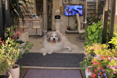 ココちゃんがお店番してる