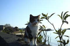 ねこ